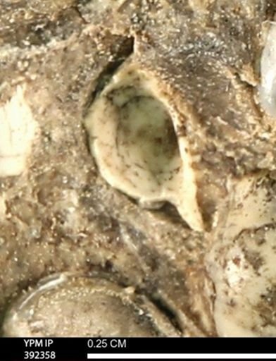 Protocardia subquadrata
