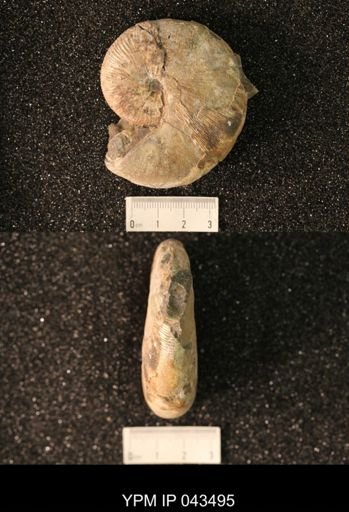 Hoploscaphites nicolletii