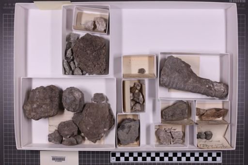 mixed taxa, stratigraphic collection