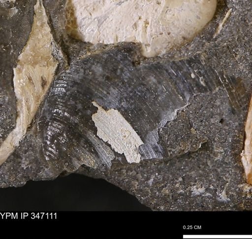 Limopsis striatopunctatus