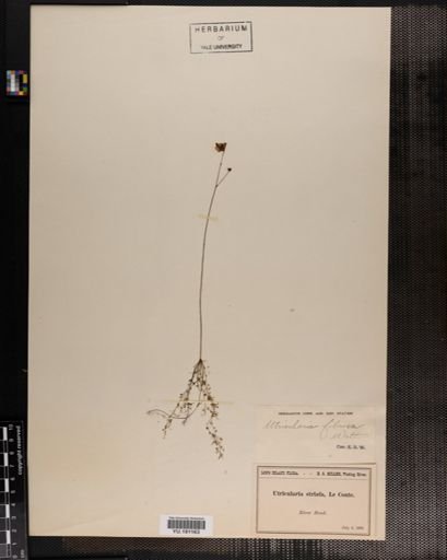 Plantae