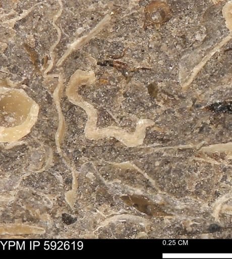 undet. Ammonoidea
