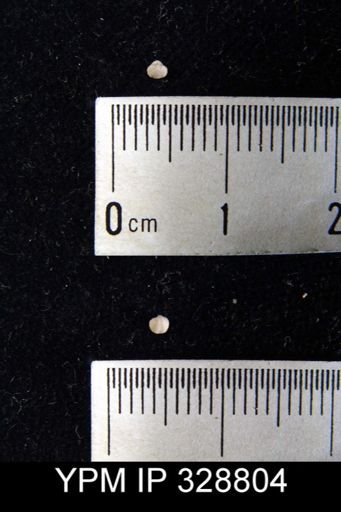 Ambocoelia sp.
