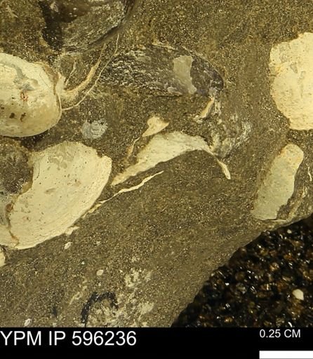 undet. Bivalvia
