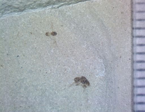 Diptera?