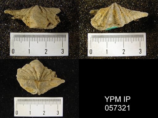 Megakozlowskiella perlamellosa
