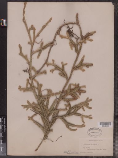 Lycopodium clavatum