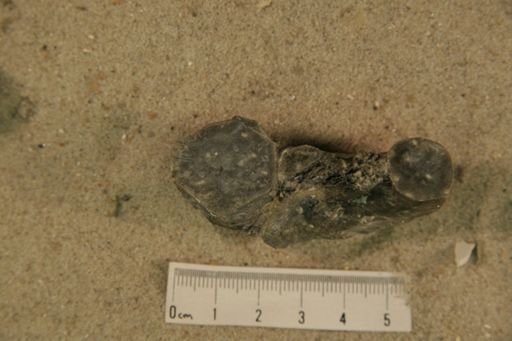 Curtoceras sp.