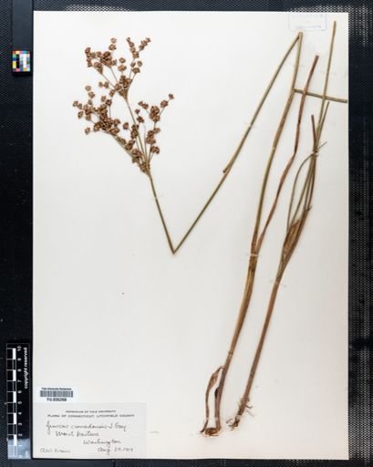 Juncus canadensis