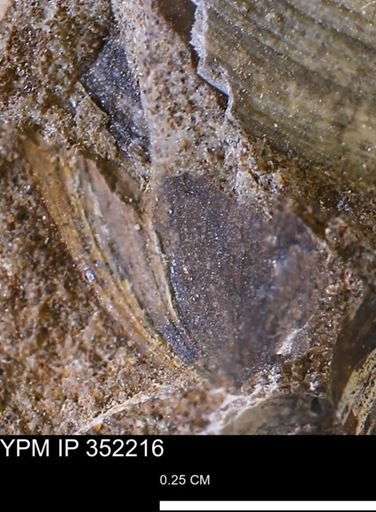 undet. Bivalvia