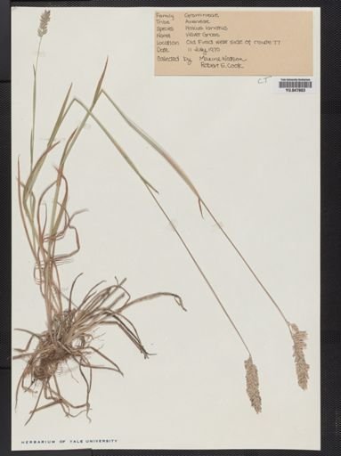 Holcus lanatus