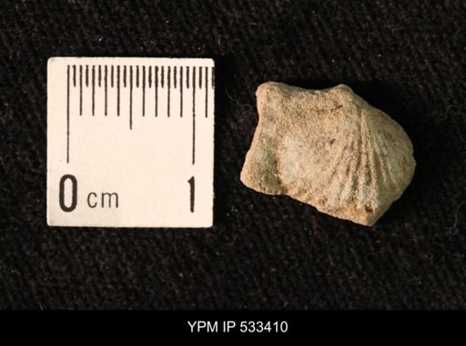 Rhynchotrema janeum