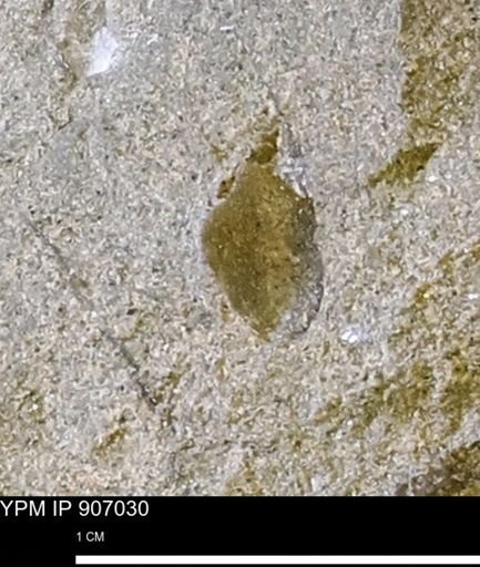 undet. Mollusca