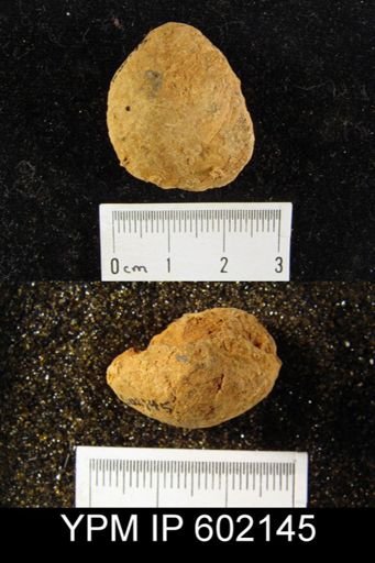 Meristella sp.