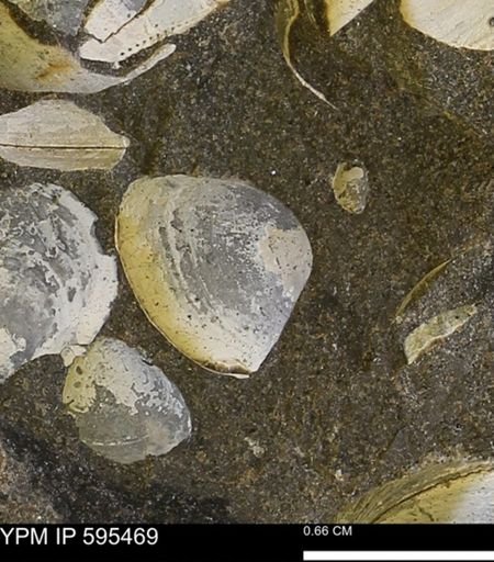 Protocardia sp.