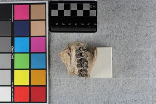 Merycoidodon culbertsoni