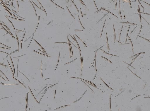 Axinellidae?