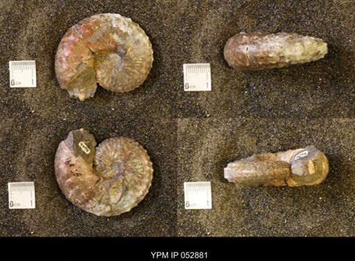 Discoscaphites gulosus