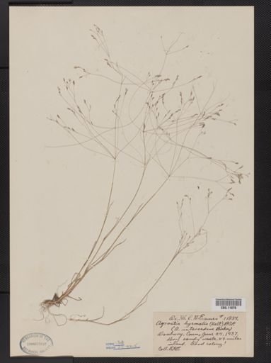 Agrostis hyemalis