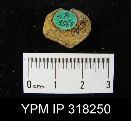 Atrypa hystrix occidentalis