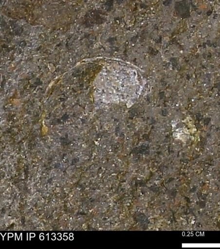 Scaphites sp.