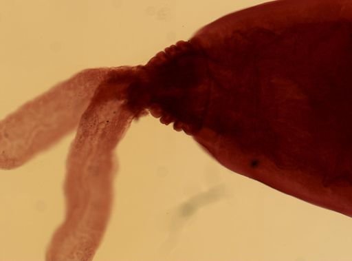 Pomphorhynchus laevis