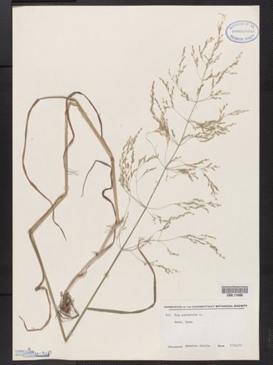 Poa palustris