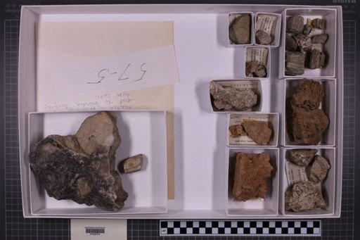 mixed taxa, stratigraphic collection