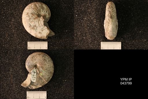 Hoploscaphites nicolletii