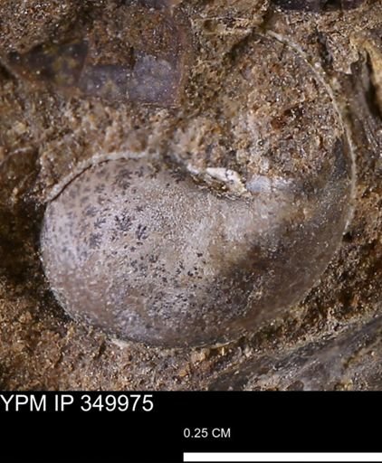 undet. Gastropoda