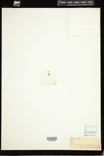 Polysiphonia vagabunda
