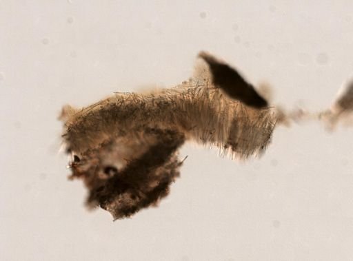 Cliona sp.