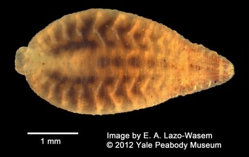 Placobdella ornata