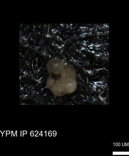 Rugoglobigerinidae?