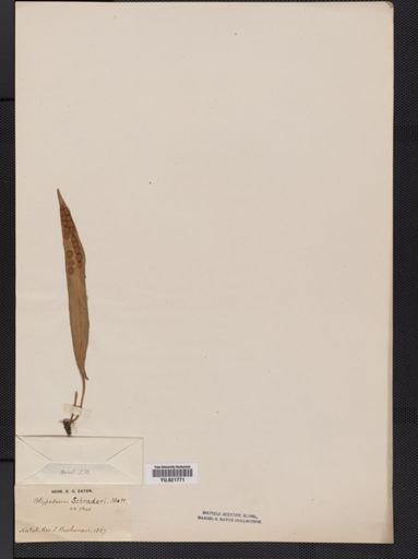 Polypodium