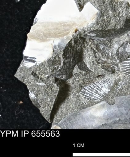 Oxytoma (Hypoxytoma) nebrascana