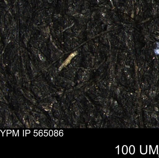 undet. Porifera