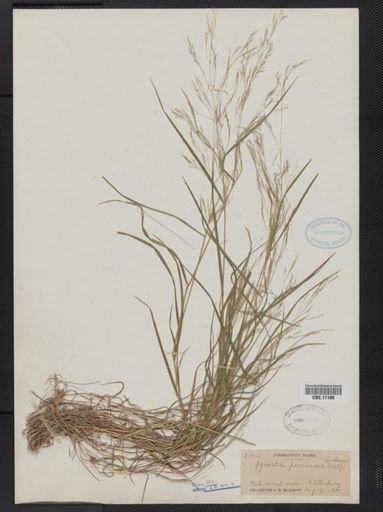 Agrostis perennans