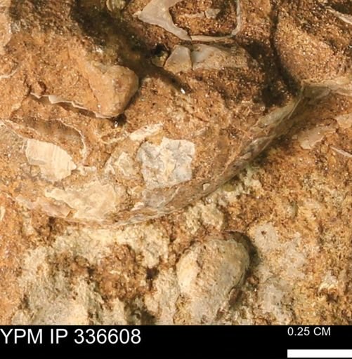 undet. Bivalvia