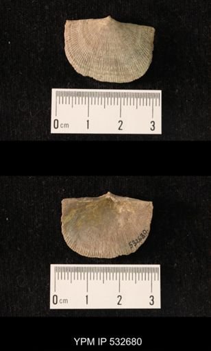 Schuchertella sp.
