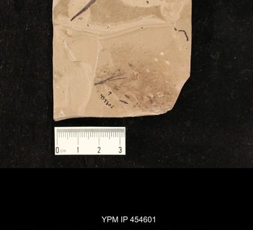 undet. Coleoptera
