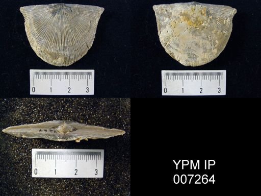 Schuchertella subplana