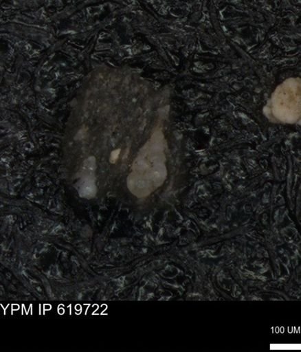 undet. Heterohelicidae