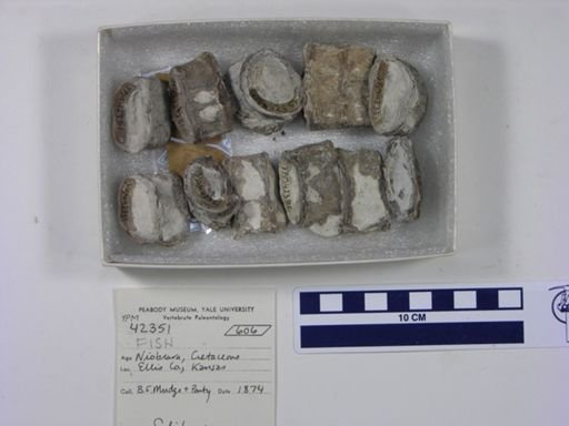 undet. Actinopterygii