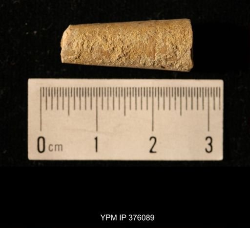 Pseudorthoceras knoxense