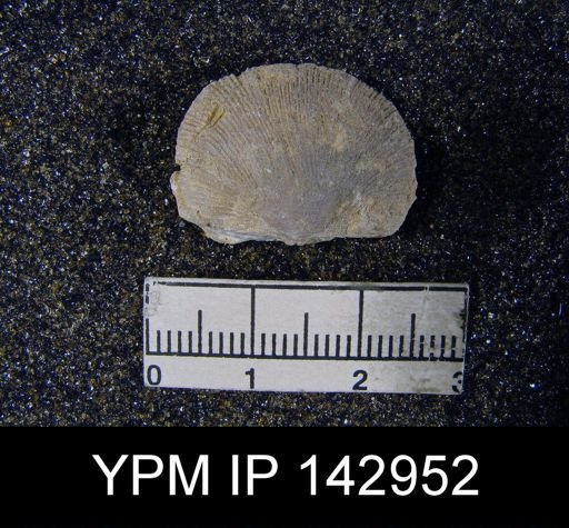Derbya cf. regularis