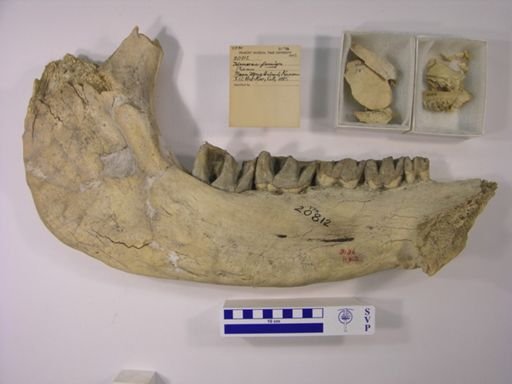 Teleoceras fossiger