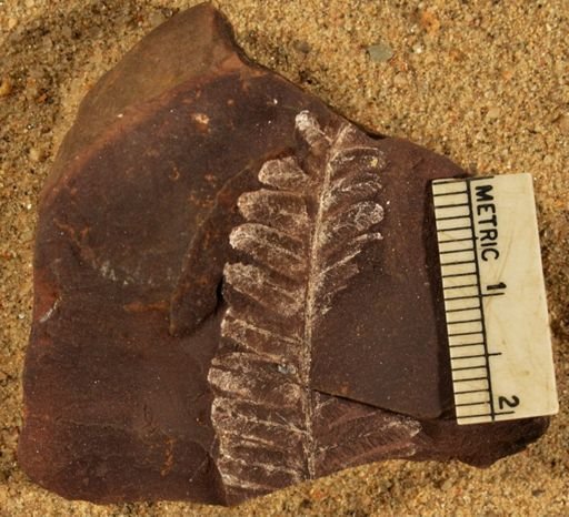 Pecopteris unitus