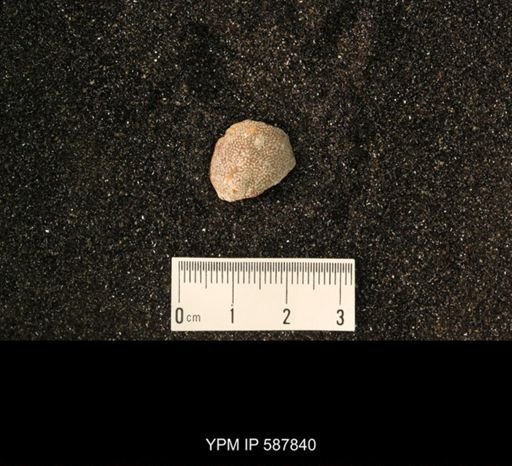 undet. Bryozoa