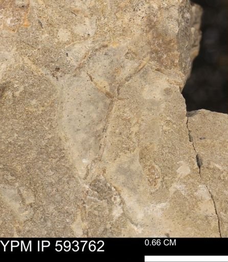 Baculites sp.